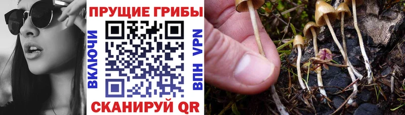 продажа наркотиков  Омск  Псилоцибиновые грибы Magic Shrooms 